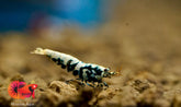 Black Galaxy and BOA MIXED Caridina Shrimp - Grade SSS++